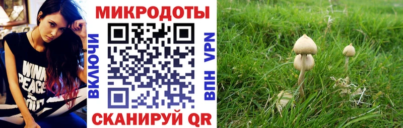 Псилоцибиновые грибы Psilocybine cubensis Онега